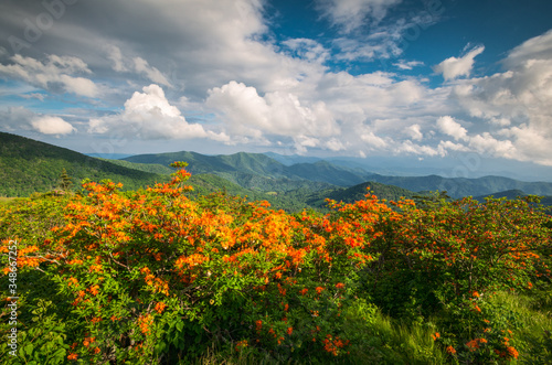Appalachian Trail Flame Azalea Flowers Spring Mountains Scenic Landscape Photography