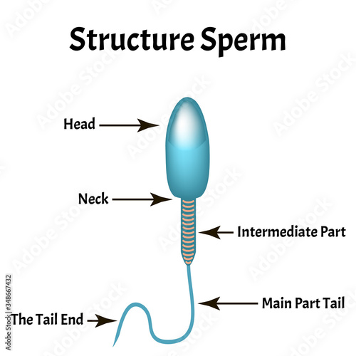 The structure of the sperm. Infographics. Vector illustration on isolated background.