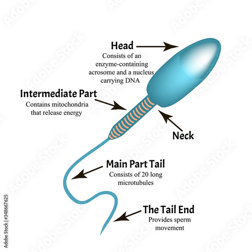 The structure of the sperm. Infographics. Vector illustration on isolated background.