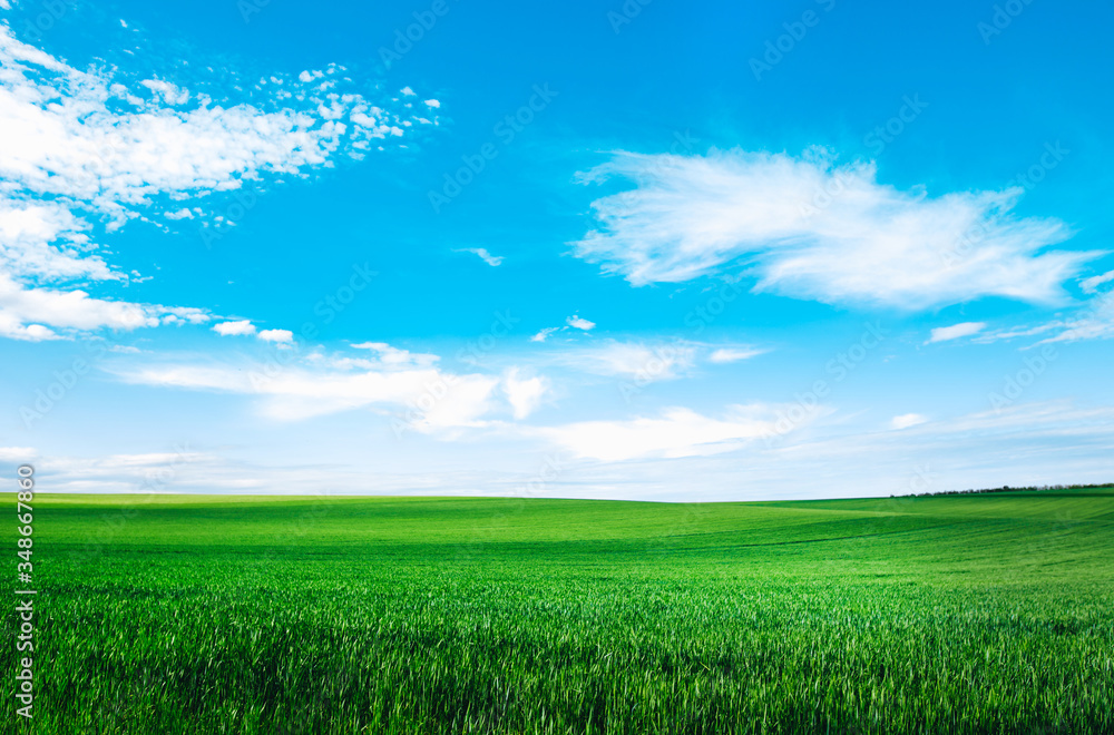 Meadow field wheat hill with white clouds and blue sky. Panoramic landscape Meadow field wheat hill with white clouds and blue sky. Panoramic landscape