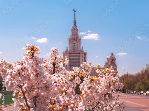 Canvas Print Sakura blossoms in front of MSU (Moscow State University).
