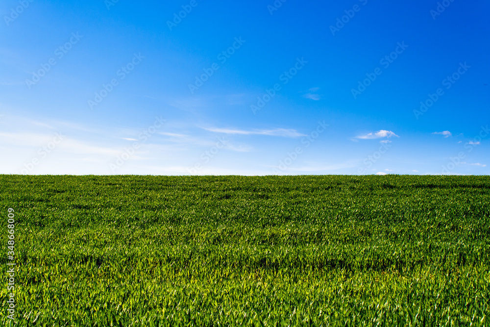 green wheat field. Green grass. Blue sky with clouds. Landscape. Green meadow with blue sky. Horizon. green wheat field. Green grass. Blue sky with clouds. Landscape. Green meadow with blue sky. Horizon.