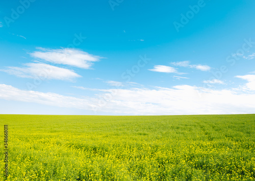 Rapeseed field and blue sky. Agricultaral and landscape concept.