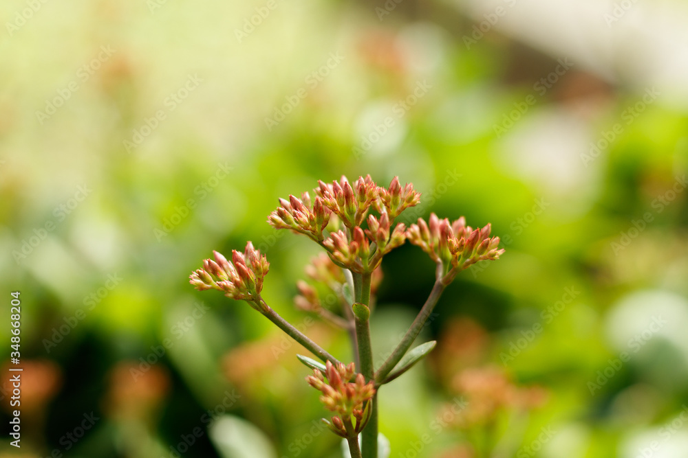 flowers sprouting in spring south america flowers sprouting in spring south america