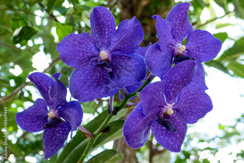 Purple Vanda Orchid. Close up in Anchieta, State of Espirito Santo, Brazil. photo