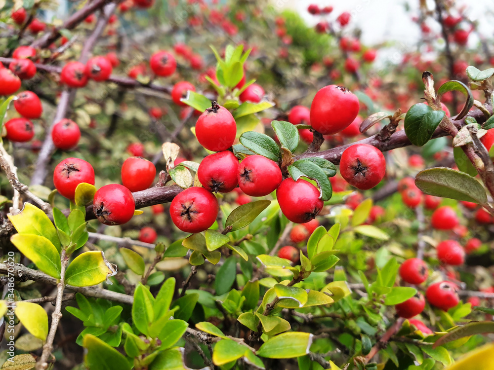 Red berries of Cotoneaster ( Pyracantha coccinea ) with green leaves on a Bush in spring. Red berries of Cotoneaster ( Pyracantha coccinea ) with green leaves on a Bush in spring.