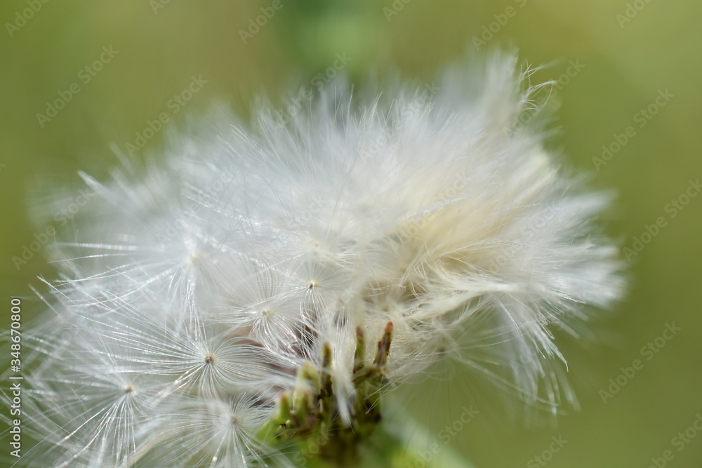 Fototapeta premium dandelion seed head