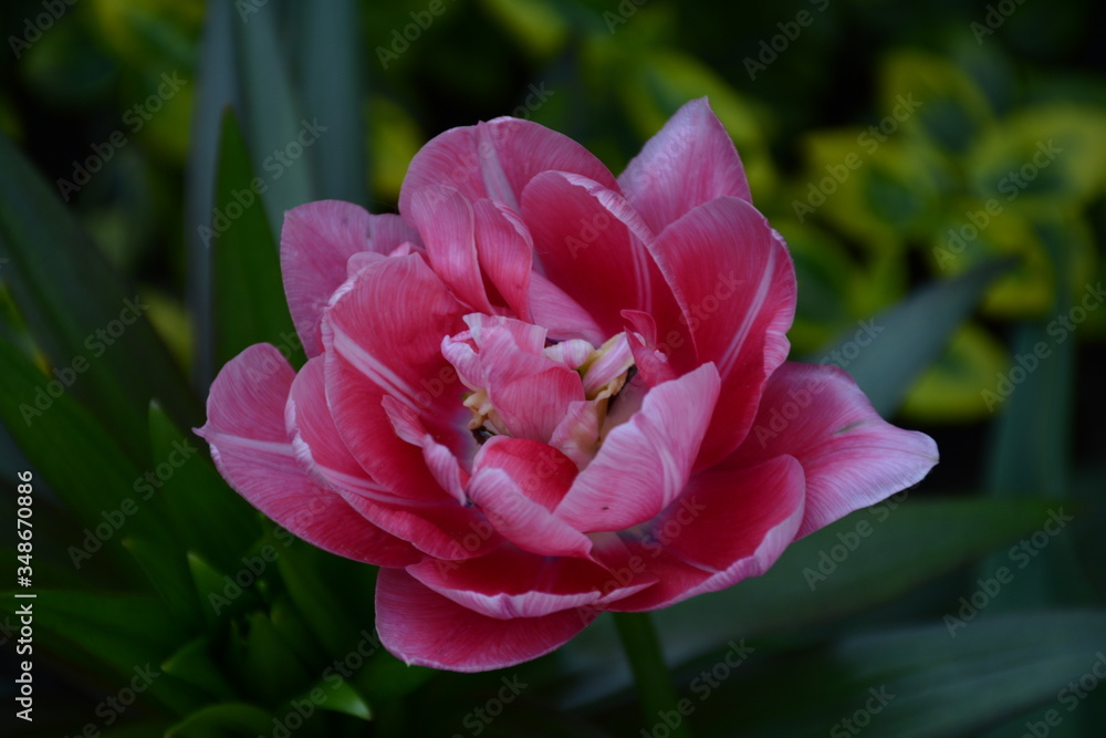 Beautiful peony tulip closeup on blurry green