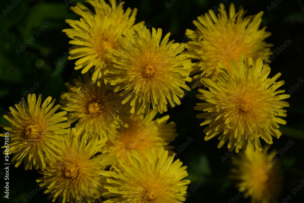 A lot of bright yellow flowers of spring dandelion on the field A lot of bright yellow flowers of spring dandelion on the field