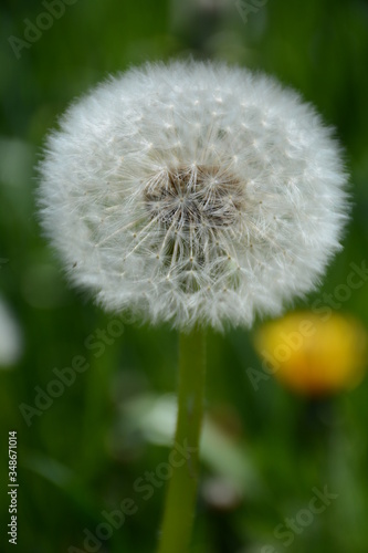 Big fluffy dandelion close-up on a blurred background