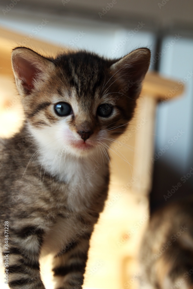Katzenkind ist neugierig Katzenkind ist neugierig