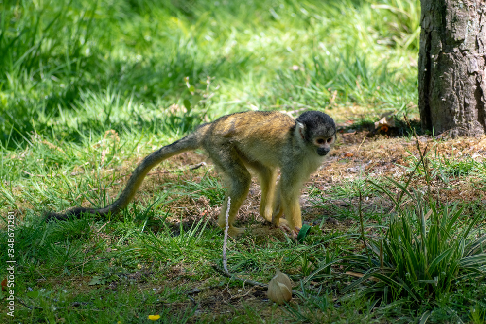 Obraz premium single squirrel monkey on the ground