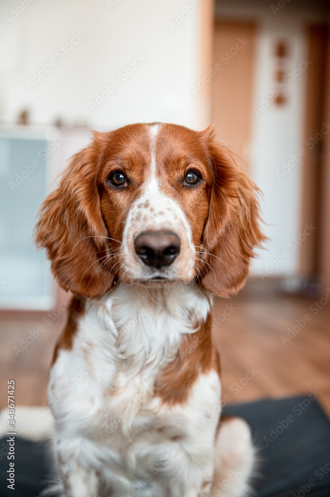Cute welsh springer spaniel dog breed at home. Helthy adorable pretty dog.