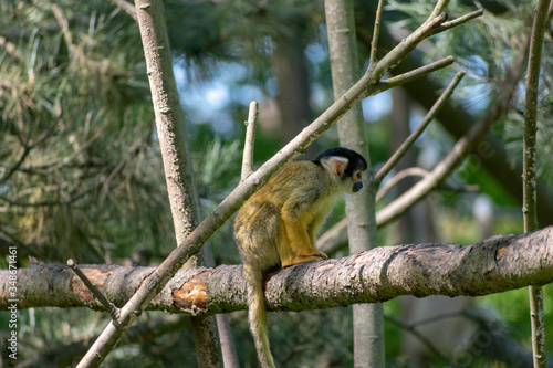 single squirrel monkey on a branch