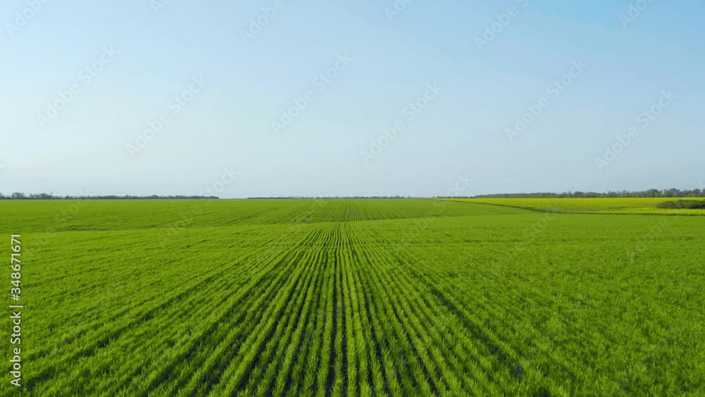Flight over wheat sprouts near the rapeseed field. Countryside. Flight over wheat sprouts near the rapeseed field. Countryside.
