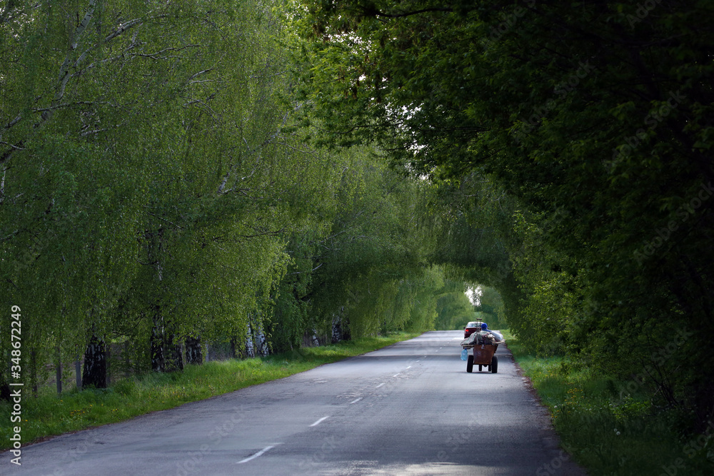The road among green trees The road among green trees