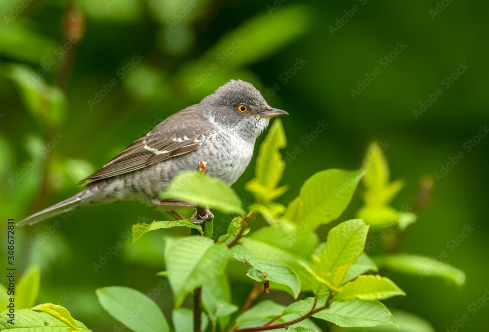 Barred warbler (Sylvia nisoria) close up Barred warbler (Sylvia nisoria) close up