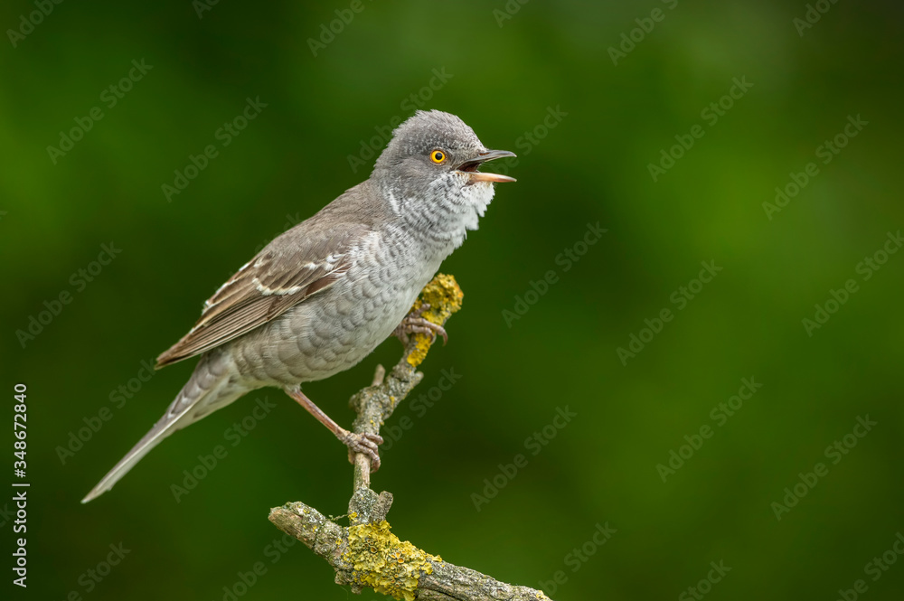 Barred warbler (Sylvia nisoria) close up Barred warbler (Sylvia nisoria) close up
