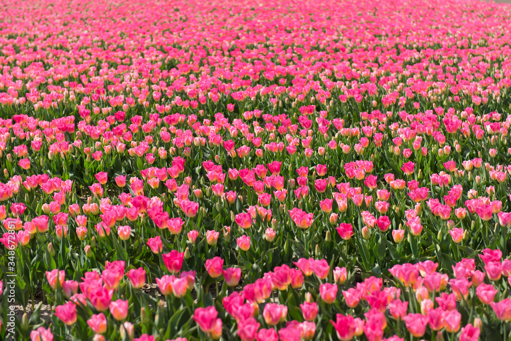 Many pink tulips in field