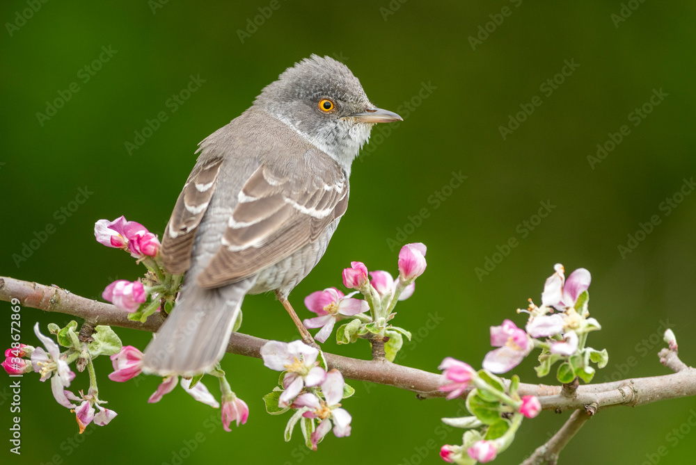 Obraz premium Barred warbler (Sylvia nisoria) close up