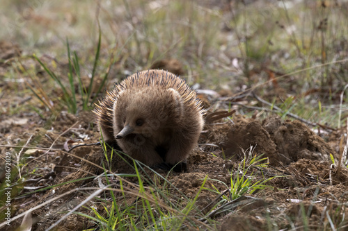 Alert echidna on freshly dug dirt in Australia photo