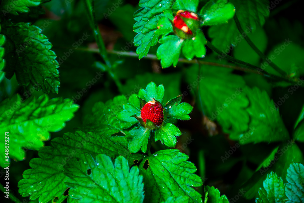 wild strawberries