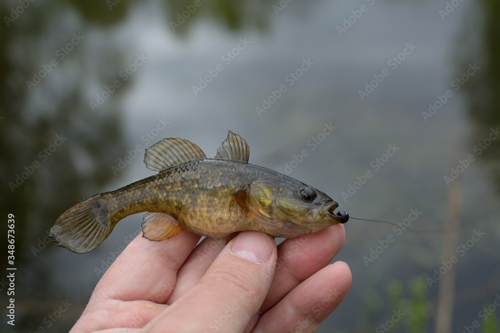 Summer fishing on the lake, Perccottus glenii Summer fishing on the lake, Perccottus glenii