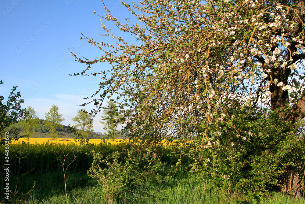 Fototapeta premium Rapeseed, Rapeseed oil, Fruit blossom, Dermbach, Thuringia, Germany, Europe