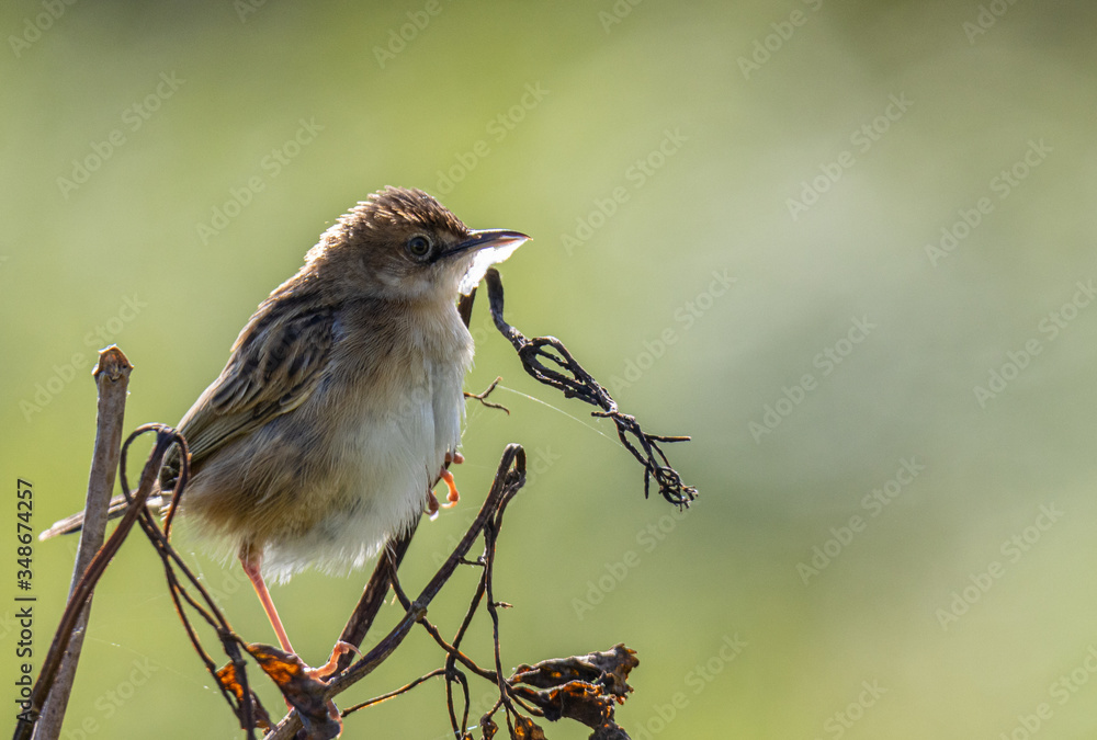 the buzzard cisticola cheers spring with its trills!