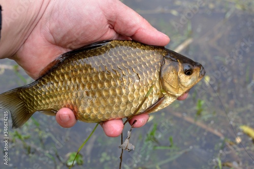 Summer fishing for carp on the lake
