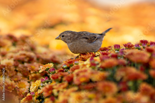 a small bird a Sparrow sits on a chrysanthemum Bush © Оксана Туркина