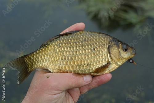 Summer fishing for carp on the lake
