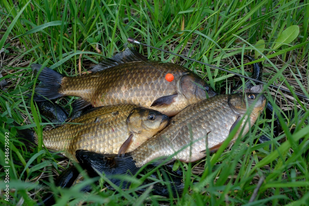 Summer fishing for carp on the lake
Summer fishing for carp on the lake