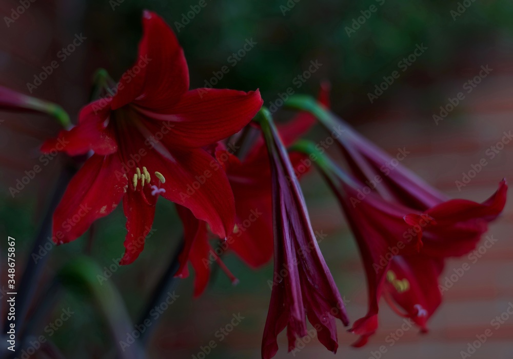 Red amaryllis flowers. One flower is blooming and the others are dying. Scientific name is Hippeastrum, Amaryllis are known as Belladonna lily, Jersey lily, Naked lady and March lily. Red amaryllis flowers. One flower is blooming and the others are dying. Scientific name is Hippeastrum, Amaryllis are known as Belladonna lily, Jersey lily, Naked lady and March lily.