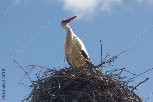 stork in nest