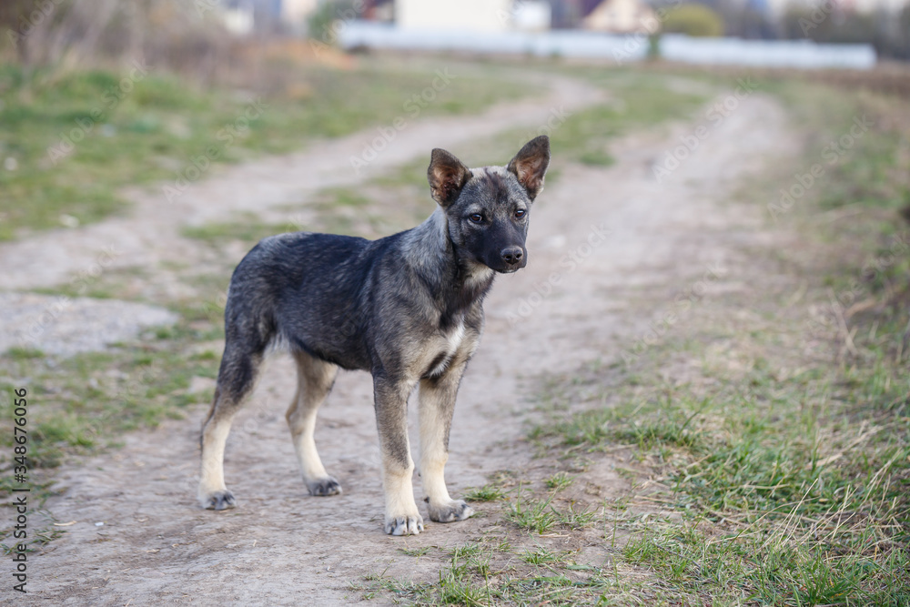 Naklejka premium stray small dogs on the street, protecting animals and nature