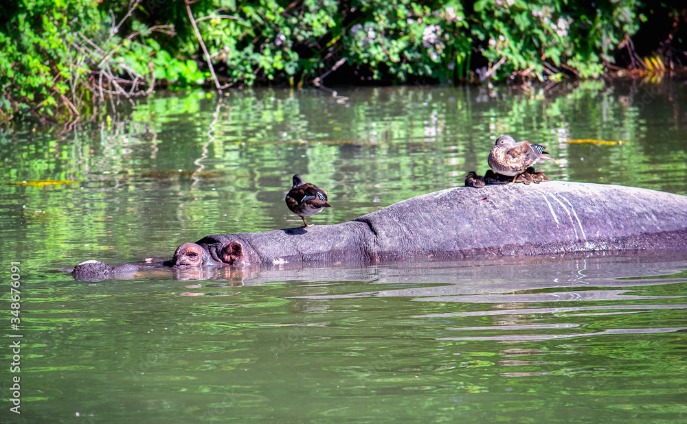 Fototapeta premium Hippopotamus cooling down in the river with ducks on its back