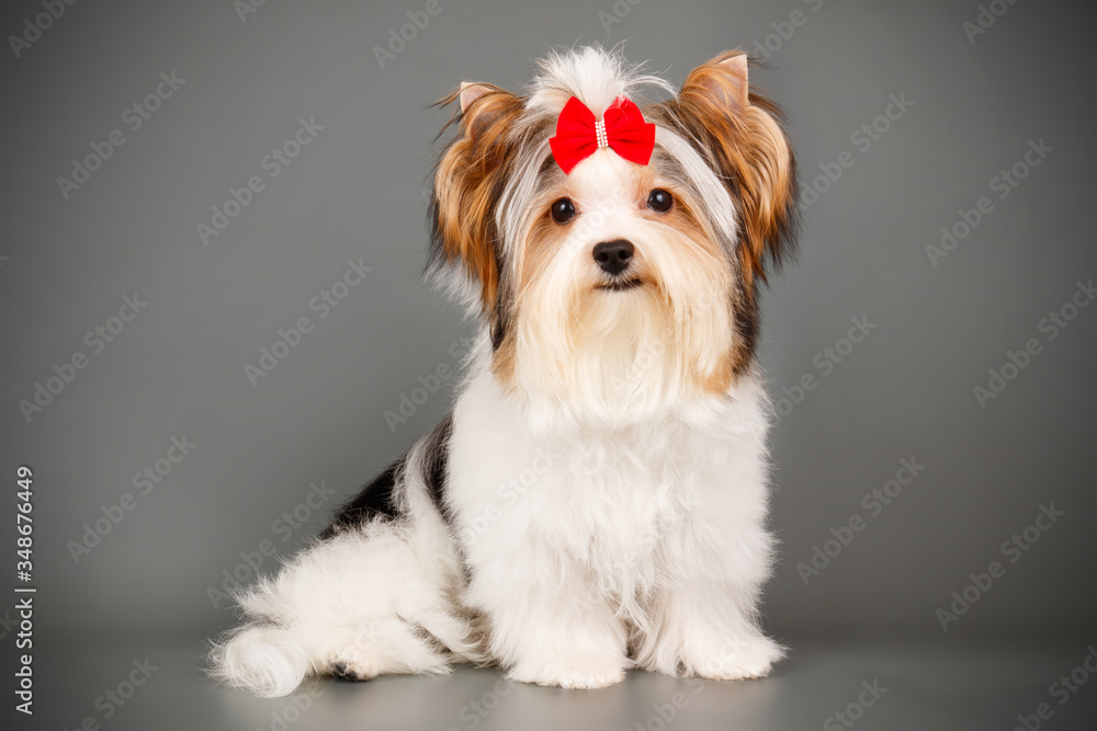 Biewer Yorkshire Terrier on colored backgrounds