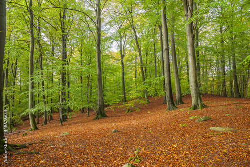 Scenic view of a beech wood in spring, Forest of beech trees in spring green and forest floor covered in leaves at Soderasen nature reserve in south of Sweden