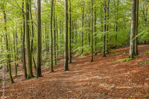 Quadro em tela Scenic view of a beech forest in spring