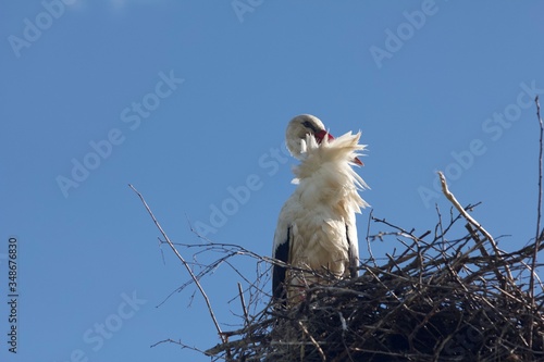 stork in nest