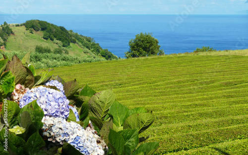 Plantação de chá nos Açores photo