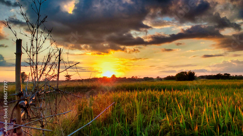 Magical sunset from rice field village a landscape scenery