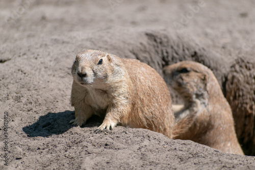 prairie dog in the sand