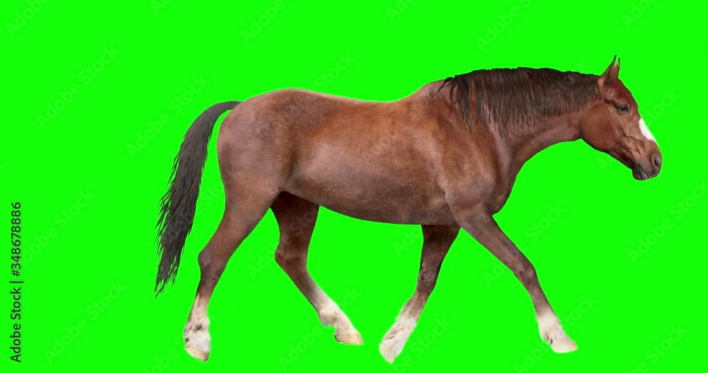 Animated brown horse with loopable gait cycles, isolated on green background. The horse goes from standing, to walk, to trot, to canter, to run or gallop. Animated brown horse with loopable gait cycles, isolated on green background. The horse goes from standing, to walk, to trot, to canter, to run or gallop.