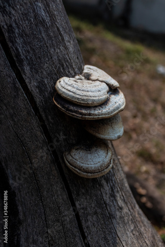 hongos en naturaleza