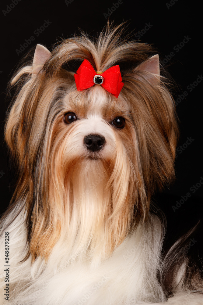 Naklejka premium Biewer Yorkshire Terrier on colored backgrounds