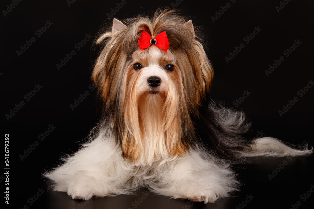 Biewer Yorkshire Terrier on colored backgrounds
