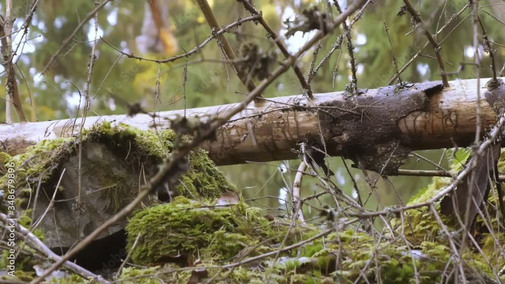 The close up look of the fallen trunk of the tree in Finland.geology shot The close up look of the fallen trunk of the tree in Finland.geology shot