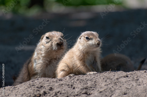 baby and mother prairie dog in the zoo © Ingo